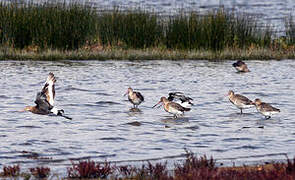 Black-tailed Godwit