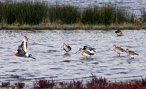 Black-tailed Godwit