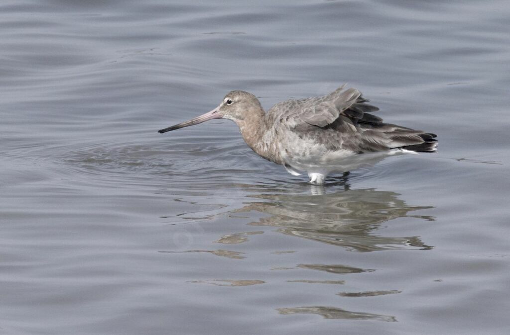 Black-tailed Godwit