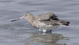 Black-tailed Godwit