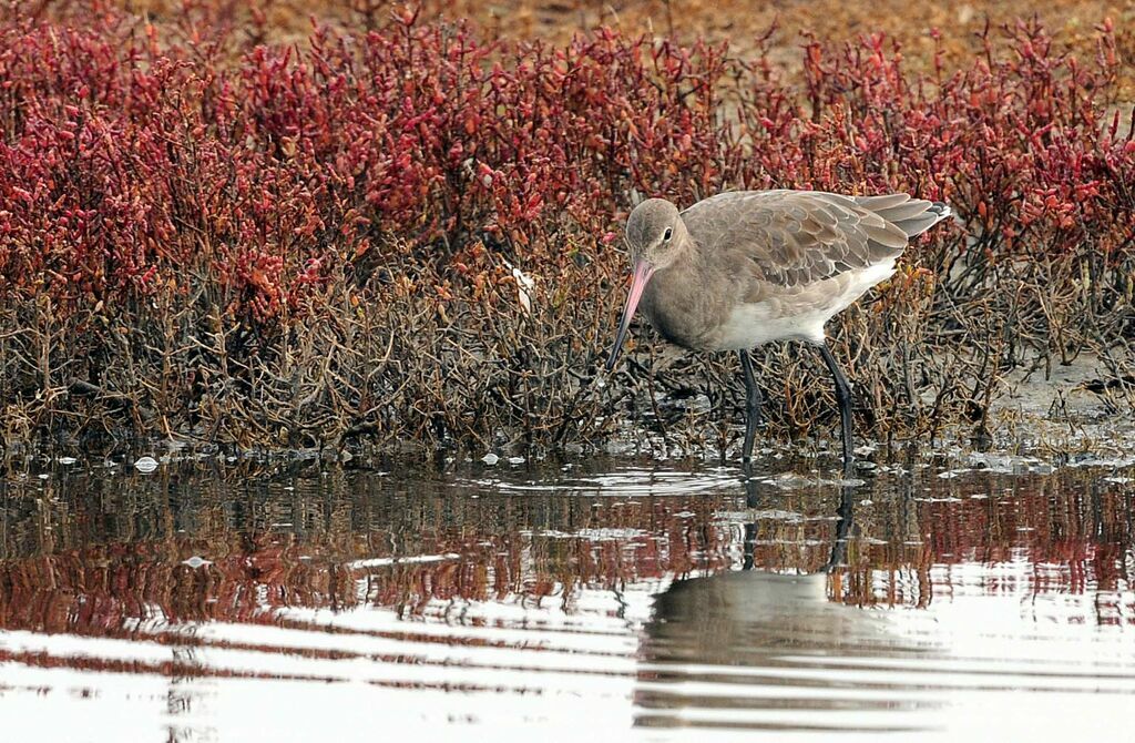 Black-tailed Godwit