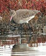 Black-tailed Godwit