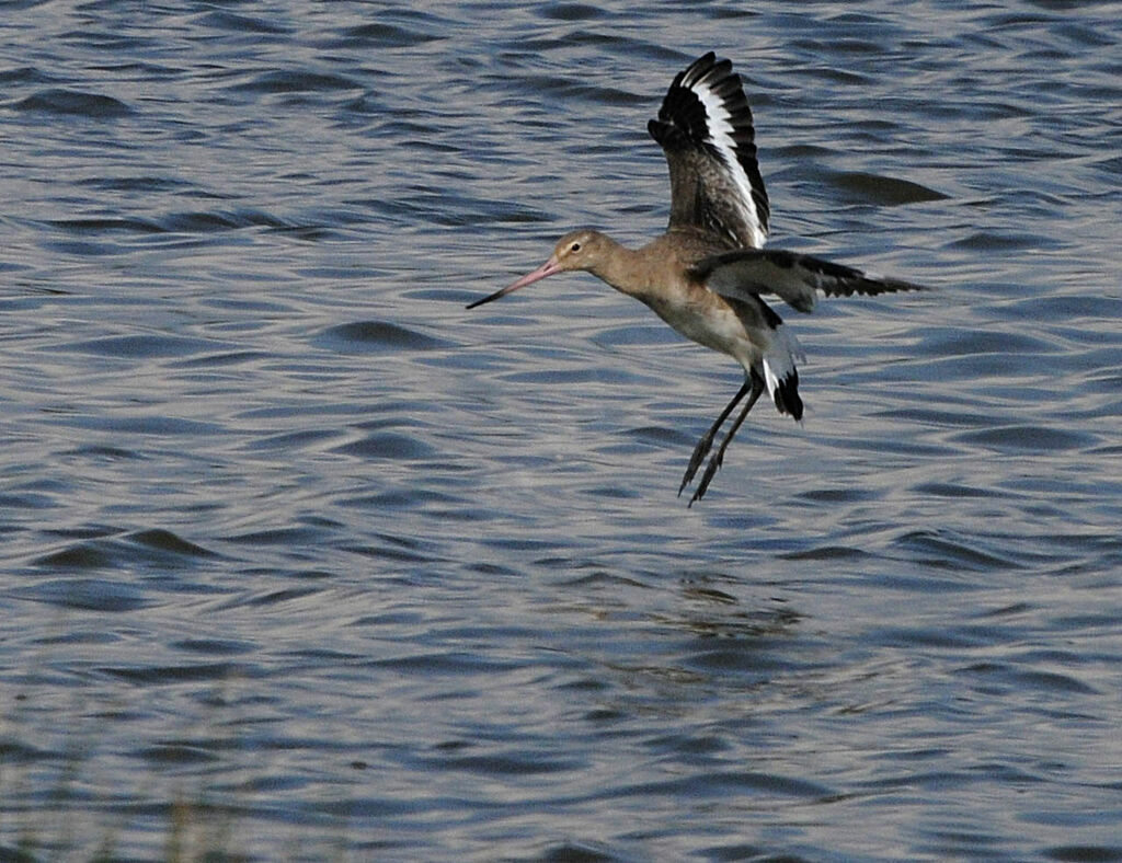 Black-tailed Godwit