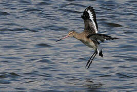 Black-tailed Godwit