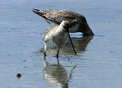 Bar-tailed Godwit