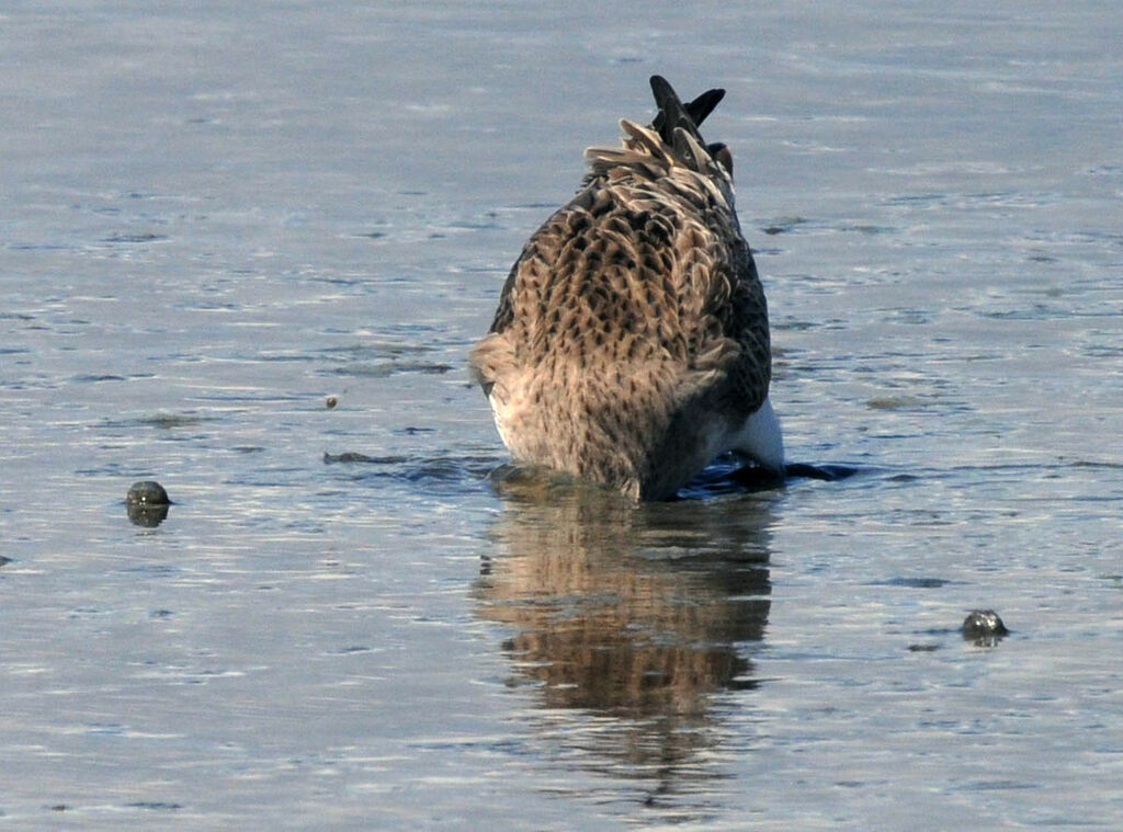 Bar-tailed Godwit