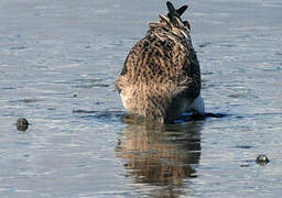 Bar-tailed Godwit