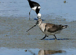 Bar-tailed Godwit