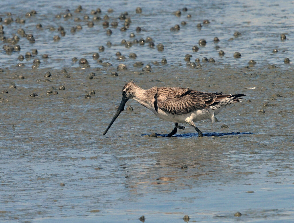 Bar-tailed Godwit