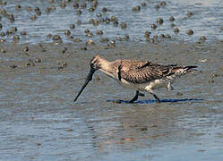 Bar-tailed Godwit