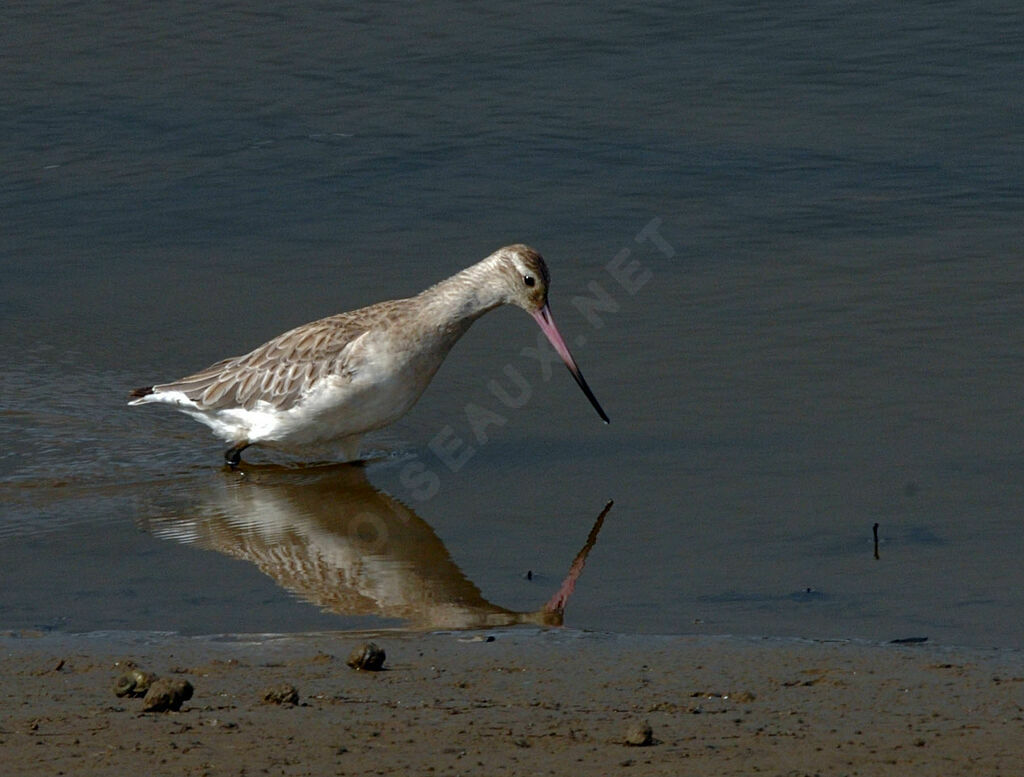 Bar-tailed Godwit