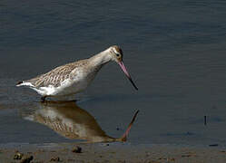 Bar-tailed Godwit