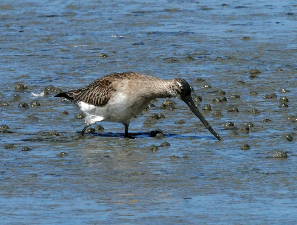 Bar-tailed Godwit