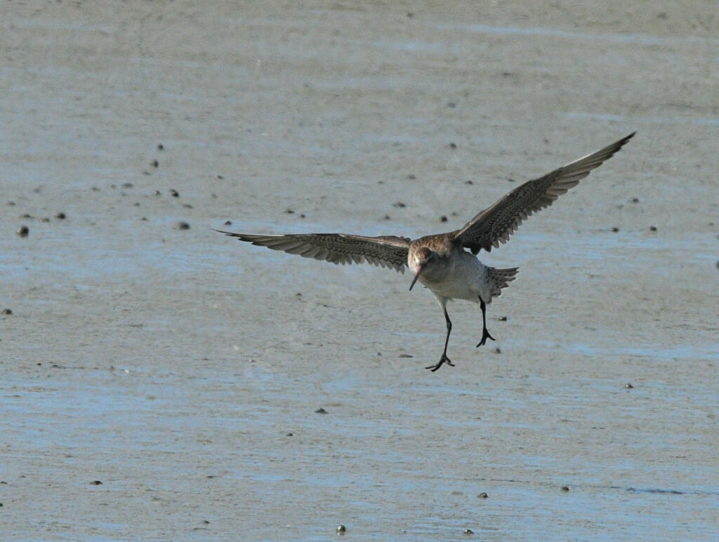 Bar-tailed Godwit