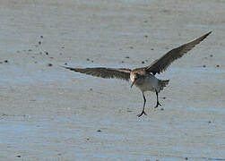 Bar-tailed Godwit