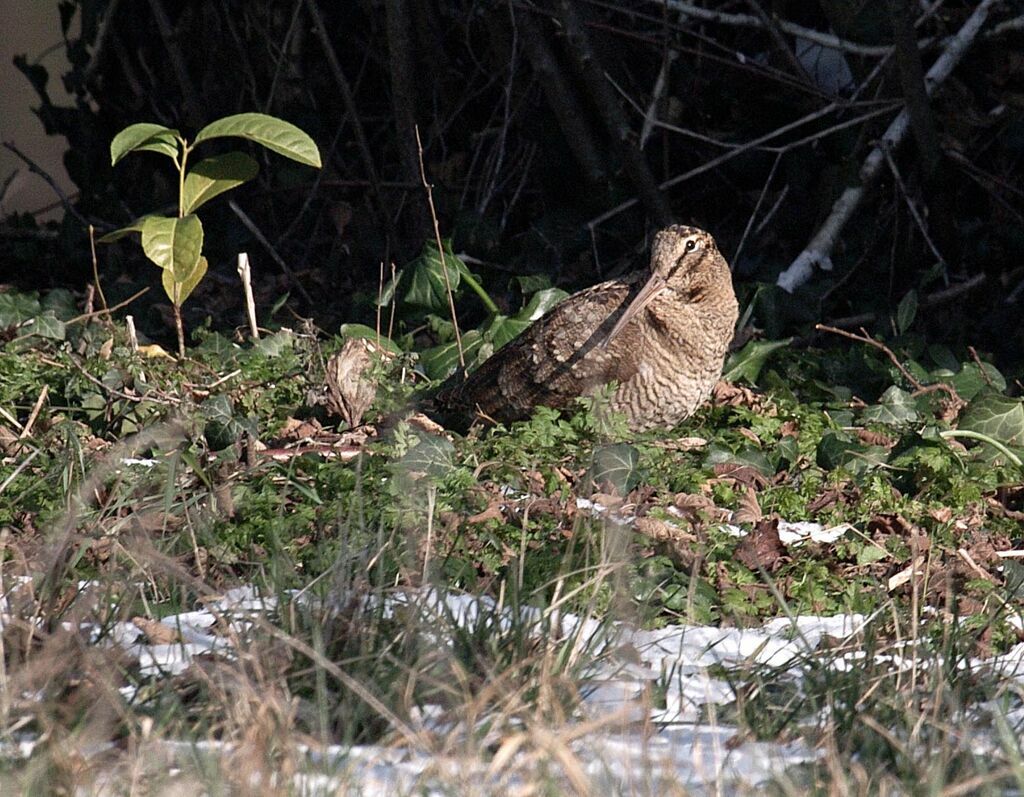 Eurasian Woodcock