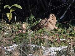 Eurasian Woodcock