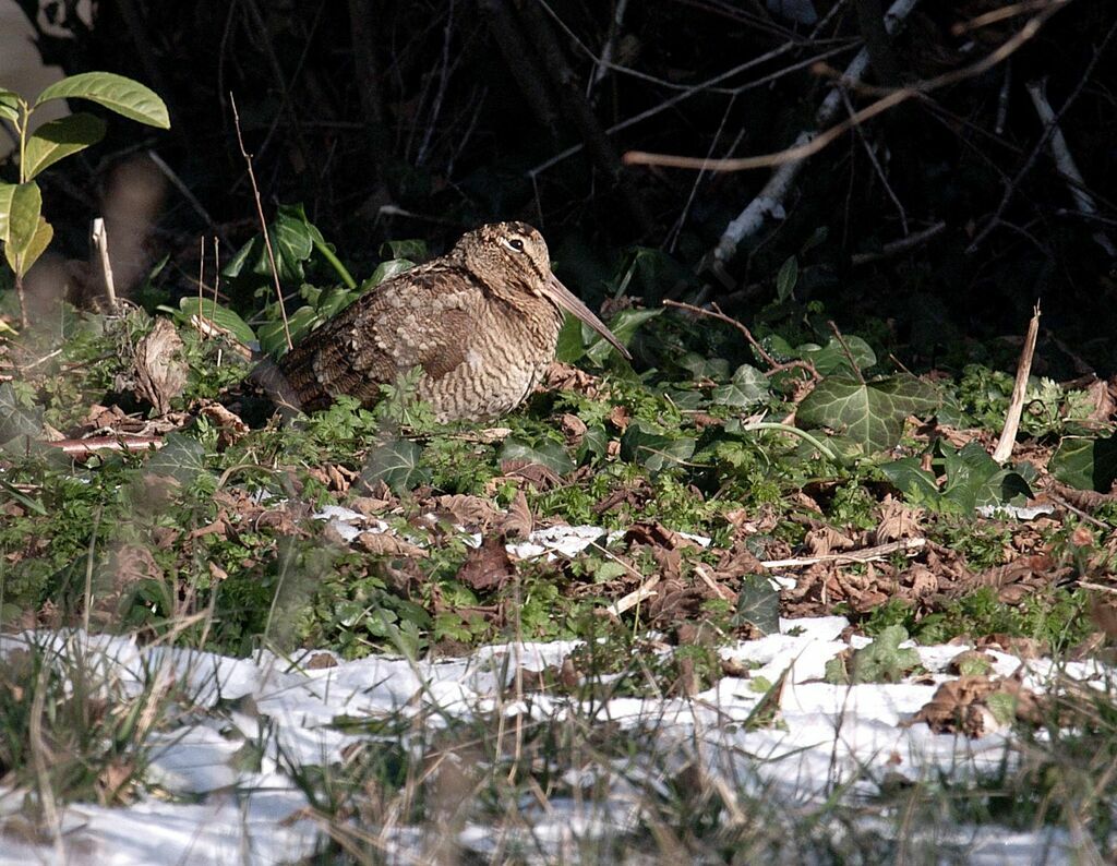 Eurasian Woodcock