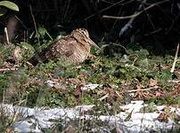 Bécasse des bois