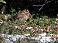 Eurasian Woodcock