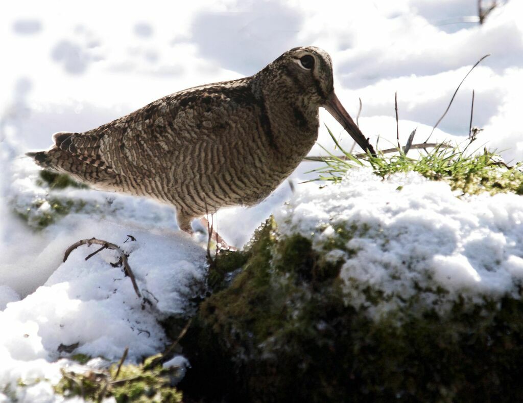 Eurasian Woodcock