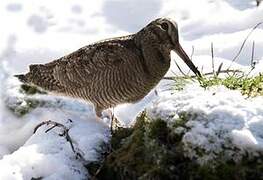 Eurasian Woodcock