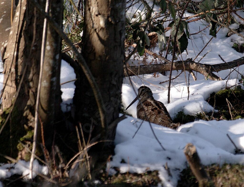 Eurasian Woodcock