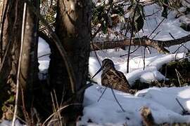 Eurasian Woodcock