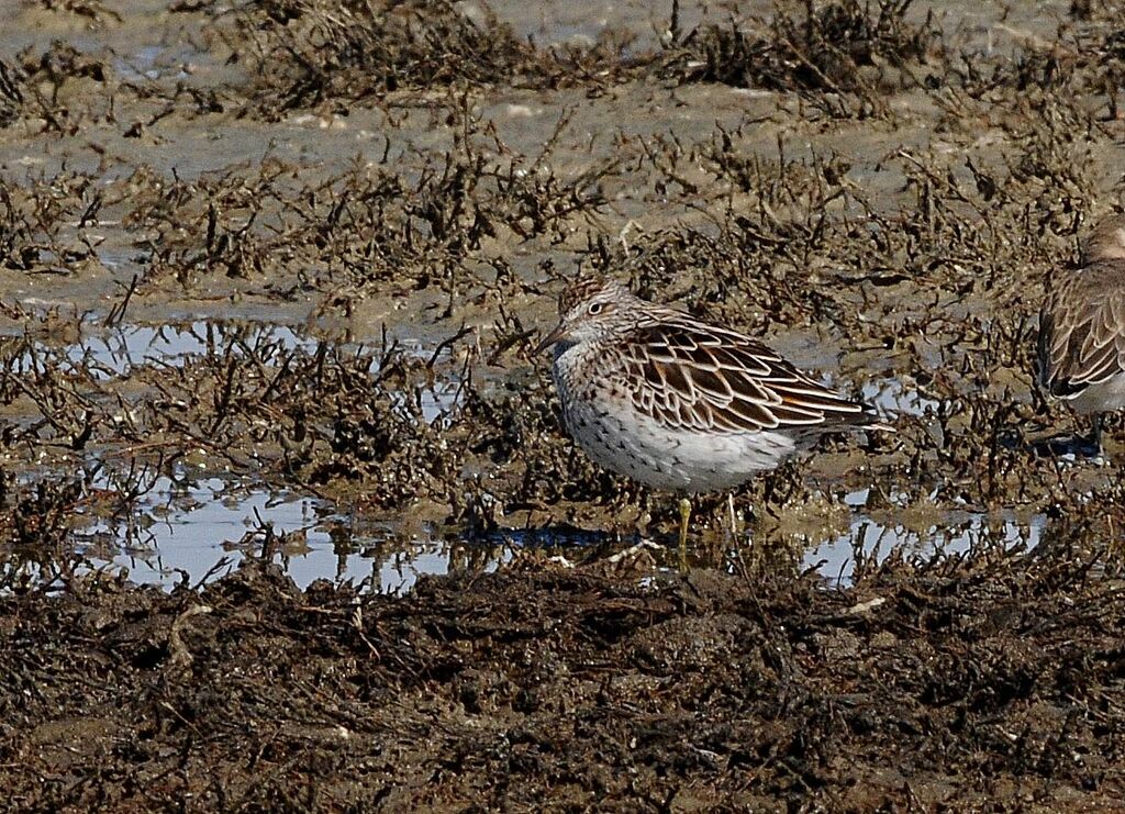 Sharp-tailed Sandpiper