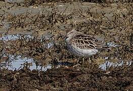 Sharp-tailed Sandpiper