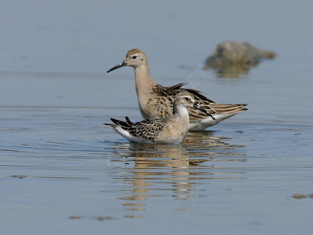 Curlew Sandpiper