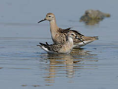 Curlew Sandpiper