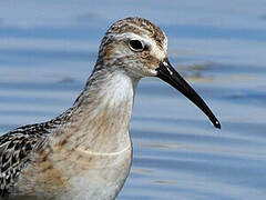 Curlew Sandpiper