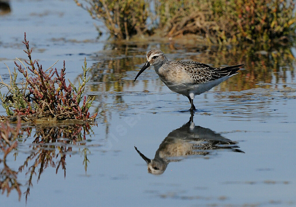 Bécasseau cocorli