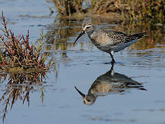 Curlew Sandpiper