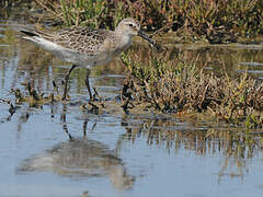 Curlew Sandpiper