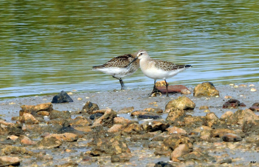 Bécasseau cocorli