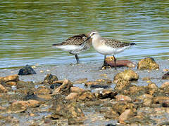 Curlew Sandpiper