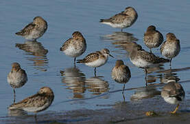 Little Stint