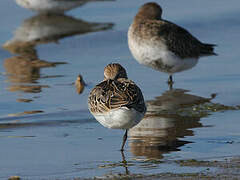 Little Stint