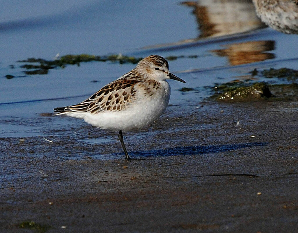 Little Stint