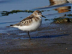 Little Stint