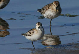 Little Stint