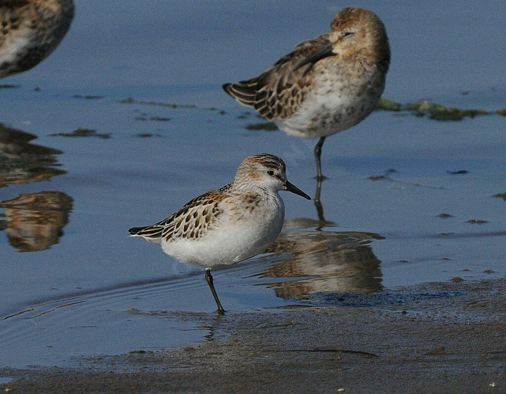 Little Stint