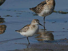 Little Stint