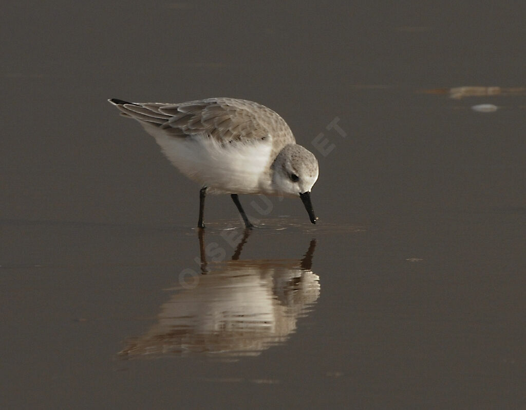 Bécasseau sanderling