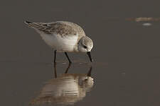 Bécasseau sanderling