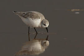 Bécasseau sanderling