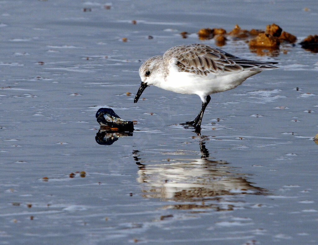 Sanderling