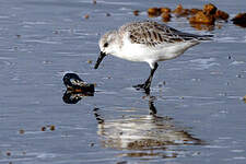 Bécasseau sanderling